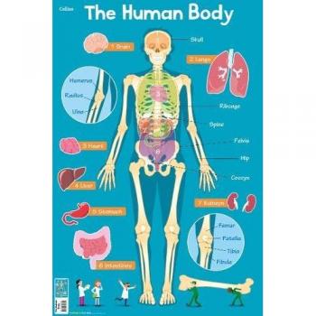  Human Body by Collins Kids 9780008304812 Loose-leaf