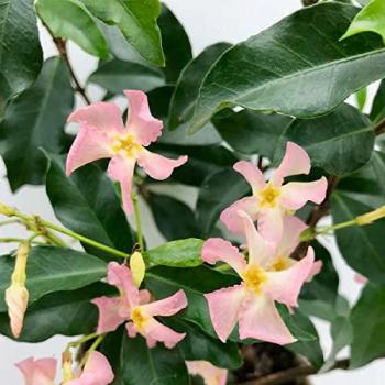 Star of Ibiza – Trachelospermum, plante grimpante à fleurs roses