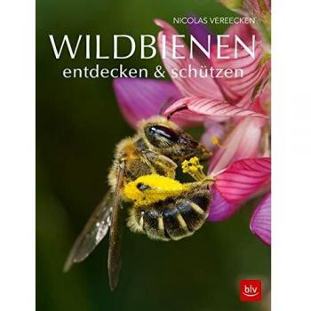 Wildbienen entdecken & schützen