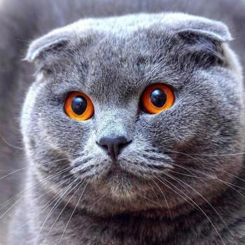 Kit Fai Da Te: Diamante Gatto Grigio 30x30cm