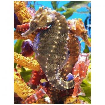 Kit Bordado Diamante Caballito del Mar 20×30