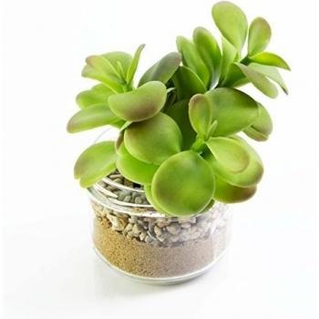 Cristal Verde: Plantita Compacta