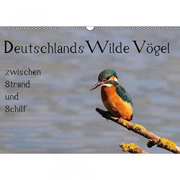 Deutschlands wilde Vögel zwischen Strand und Schilf