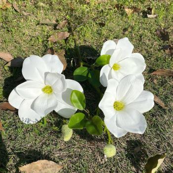 Magnolia Grande con Hojas para Decoración de Apartamento