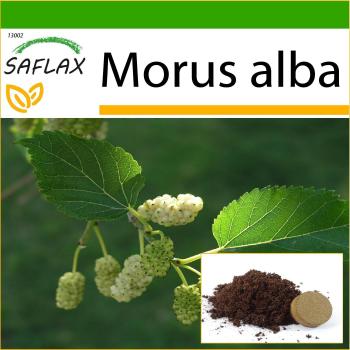 Morus Alba Pure 200 Graines – Culture Optimale