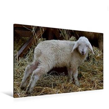 Premium Textil-Leinwand von Kattobello: Lämmchen im Stroh, 120×80 cm