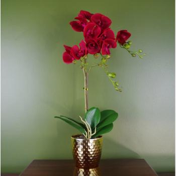 50cm Artificial Dark Red Orchid in Gold Pot
