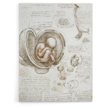 Da Vinci Foetus Series – Beige 18 x 24 Canvas Print