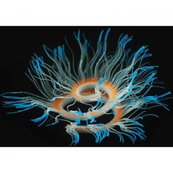 Pecero Coral Luminoso