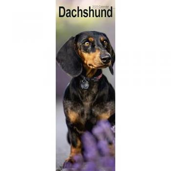 Dachshund Slim Calendar 2025 Dog Breed Slimline Calendar
