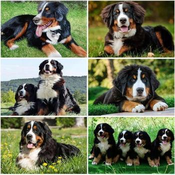 DIY 5D Cute Canine Diamond Craft – Complete Round/Square Set, 20x30cm
