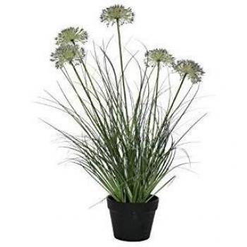 Twin‑Hue Allium (Green/Purple) – 74 cm Potted