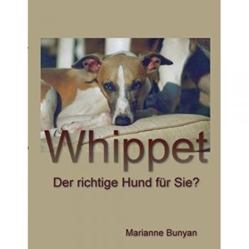 Whippet