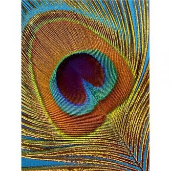 CALVENDO Puzzle Pfauenfeder, Makro