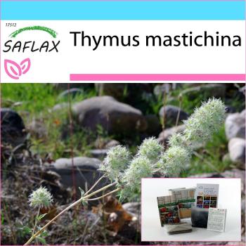 Sélection Thym Mastic – Coffret & Graines SAFLAX