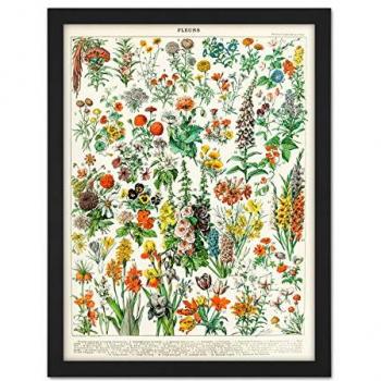 Large Millot Floral Plant Print – Enclosed in Encyclopedia Style Frame