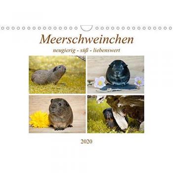 MEERSCHWEINCHEN neugierig