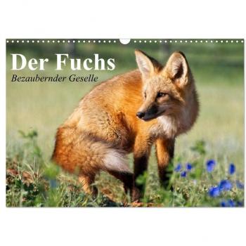 Der Fuchs. Bezaubernder Geselle (Wandkalender 2025 DIN A3 quer) CALVENDO Monatskalender
