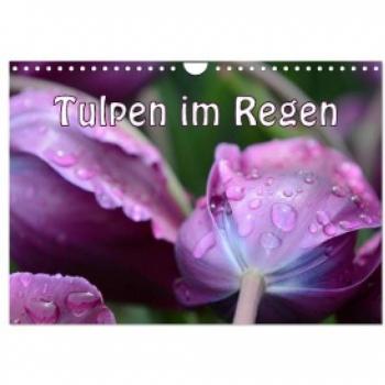 Tulpen im Regen (Wandkalender 2024 DIN A4 quer) CALVENDO Monatskalender