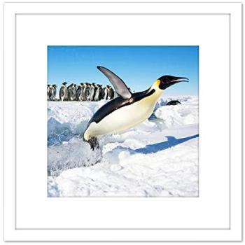 Michel’s Antarctic Penguin Splash – 8x8” Mounted Wall Decor