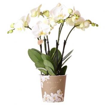 Kolibri Orchideen