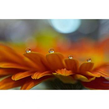 Papermoon Fototapete »Zen-Moment: Wassertropfen und Blume«