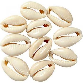 Coquillage pour aquariophilie