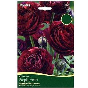 Seasonal Purple Heart Ranunculus Set