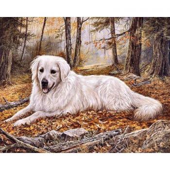 Charmanter Hund im Wald