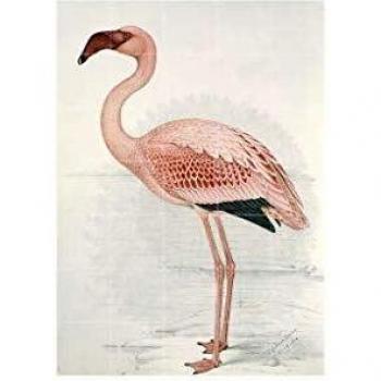 Flamingo Finch‑Davies von IXXI Art – 100 × 140 cm groß
