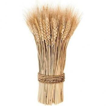Faisceau de blé séché naturel 'Rico Design'