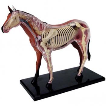 Ensamblaje 4D de Órganos de Caballo
