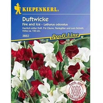 Blumensamen Duftwicke 'Fire and Ice', rot-weiße Blüten