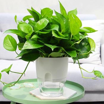 PlantBox 2Capa