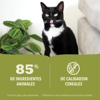 Acana Pâté de Bœuf Premium pour Chats