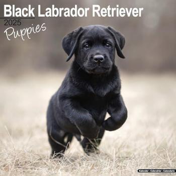 Black Labrador Retriever Puppies