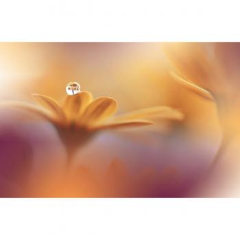 Papermoon Fototapete »Zen-Motiv: Wassertropfen und Blume«