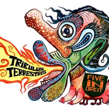 Tribulus terrestris Digipack