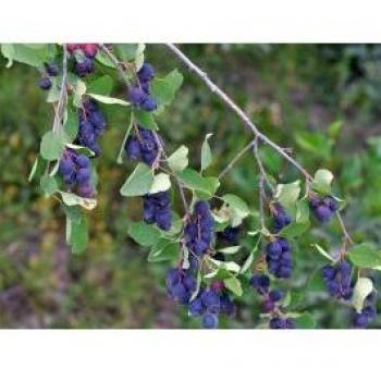 Bacche di Amelanchier Alnifolia – Coltura da Piante