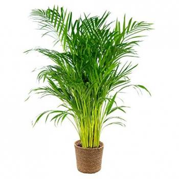 Palmier Areca « Lutescens » – Dépolluant et Sans Danger pour les Animaux, Panier Jonc