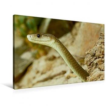 CALVENDO 90 × 60 cm Textil-Leinwand – Schwarze Mamba im Querformat (Stefan Mosert)