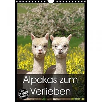 Alpakas zum Verlieben