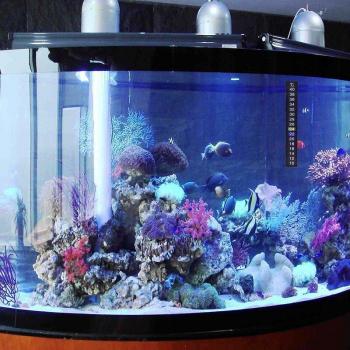 TérminoFlex Acuario 10‑40 °C con Pegatina