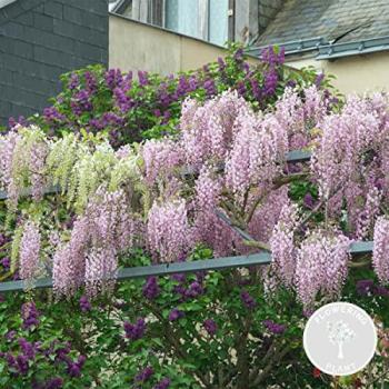Glycine Floribunda Rosea