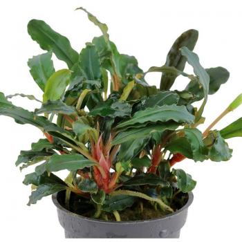 Bucephalandra sp. Red Variant