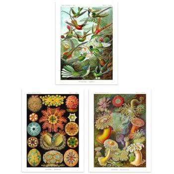 Artery8 Hummingbird & Sea Anemone Vintage Wall Art Collection