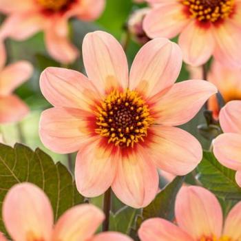 Lot de 6 Dahlia Happy Single First Love – Tubercules – Bloomers d’été – Orange