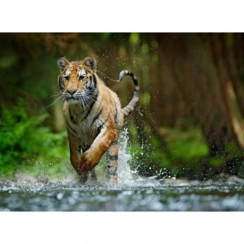 Glatte Papermoon‑Fototapete: Sibirischer Amur‑Tiger