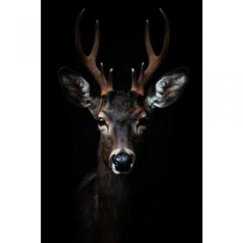 Peinture Imprimée Cerf 45x65 cm en Verre CEANOTHE