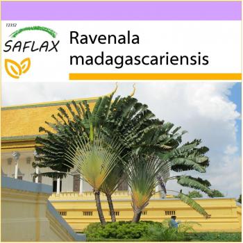 Saflax: 8 Semi di Ravenala – Albero del Viaggiatore